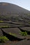 la geria wall grapes cultivation vine crops