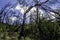 La Gomera, Garajonay National Park, primeval forest of Laurysilva trees, World Heritage Unesco since 1986.