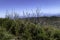 La Gomera, Garajonay National Park, primeval forest of Laurysilva trees, World Heritage Unesco since 1986.