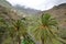 LA GOMERA, SPAIN: View of the valley of Hermigua with palm trees in the foreground and Hermigua in the background