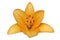 LA hybrid `Royal Trinity` lily orange flower isolated on white