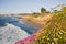 La Jolla Cliffs with Yellow Flowers