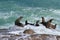 La Jolla Cove Sea Lions