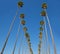 LA Los Angeles palm trees in a row typical California