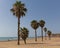 La Mata Spain palm trees on beautiful sandy beach