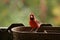 La nature en automne au quÃ©bec : Papa Cardinal