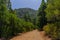 La Orotava trail, with green canarian pines and vegetation