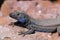 La Palma endemic lizard portrait Gallotia galloti palmae