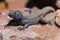 La Palma endemic male lizard portrait Gallotia galloti palmae