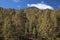 La Palma, landscapes along the long-range popular hiking route Ruta de Los Volcanes