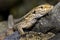 La Palma lizard, Sizeable lizard, Caldera de Taburiente National Park, Canary Islands, Spain