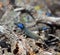 La Palma typical lizard Tizon Gallotia galloti palmae