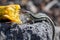 La Palma wall lizards gallotia galloti palmae eating discarded banana on volcanic rock. The male lizard has light blue coloring