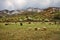 La Palud-sur-Verdon, Provence, France: landscape of the Regional Natural Park of Verdon with a flock of sheep