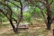 La Posta Quemada Ranch Picnic Area in Colossal Cave Mountain Park