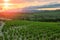 La Rioja. Spain. Vineyard at sunset