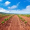 La Rioja vineyard fields in The Way of Saint James