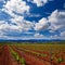 La Rioja vineyard fields in The Way of Saint James