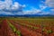 La Rioja vineyard fields in The Way of Saint James