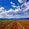 La Rioja vineyard fields in The Way of Saint James