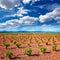 La Rioja vineyard fields in The Way of Saint James