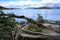 La Roca Lake with fallen tree on shore National Park Tierra del Fuego, Patagonia, Provincia de Tierra del Fuego, Argentina