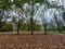 Laagse Bergse Bos in the Netherlands during the autumn