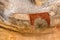 Laas Geel rock paintings depicting aurochs, Somalila