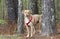 Lab American Bulldog mixed breed dog with red harness, pet adoption photography