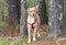 Lab American Bulldog mixed breed dog with red harness, pet adoption photography