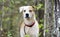Lab Bulldog mixed breed dog with red collar, pet adoption photography