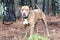 Lab and Mastiff mix breed dog with collar and leash adoption photo