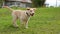 Lab mix puppy running