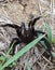 Laba-laba tarantula beracun berbahaya serangga