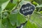 Label with word Health on Ginkgo biloba tree. Traditional, herbal medicine and Homeopathy concept