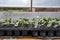 Labeled butternut squash seedlings sprouting in greenhouse