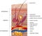 Labeled Skin and hair anatomy