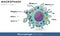 Labelled diagram of human macrophage derived from monocyte of immune cells vector illustration