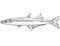 Labidesthes sicculus or Brook silverside  Freshwater Fish Cartoon Drawing