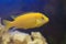 Labidochromis yellow closeup