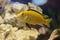 Labidochromis yellow in water