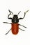 Labidostomis lusitanica, beetle insect of the family Chrysomelidae.