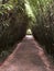 Labirinto della Masone. The biggest bamboo labyrinth in the world. Parma, Italy