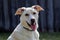 a laborador border collie mix looks into the camera with mouth open and tongue out