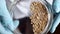 Laboratory assistant analyzes the wheat seeds in a petri dish. Slow motion shoot.