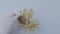 Laboratory assistant hand in glove puts sprouted potato on white table