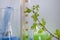 Laboratory flask flower botany a medicinal background test