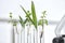 Laboratory glassware with different plants on blurred background. Chemistry research