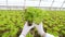 Laboratory technician considers green salad growing in premises of agricultural holding.