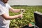 Laboratory worker testing plant sprouts before harvest in the field.